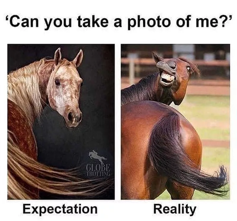 Funny horse posing image