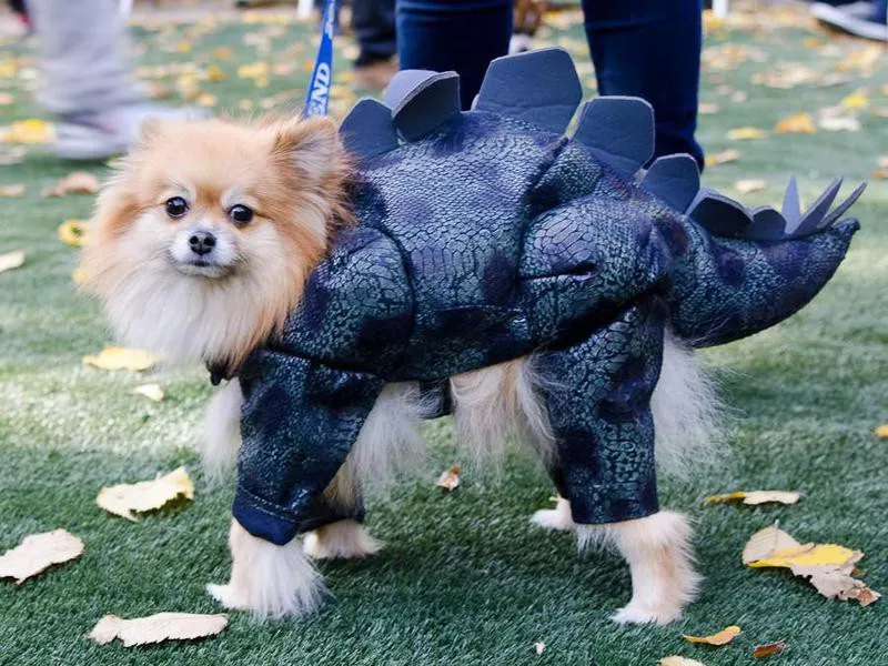 Tompkins Square Dog Park Run