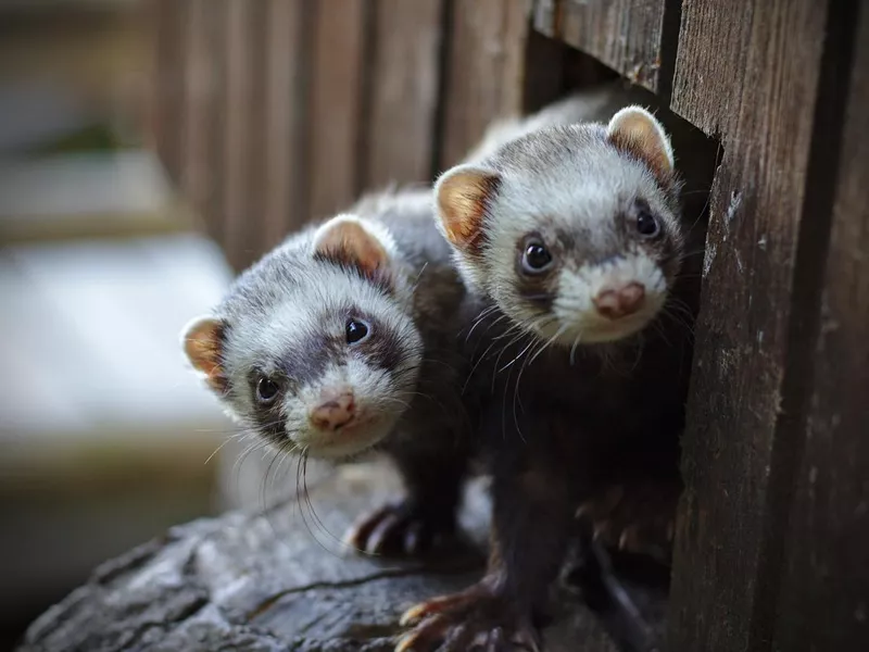 Two ferrets looking out of their wooden house