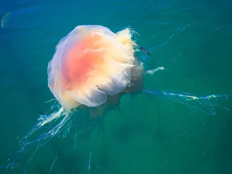 Lion’s Mane Jellyfish