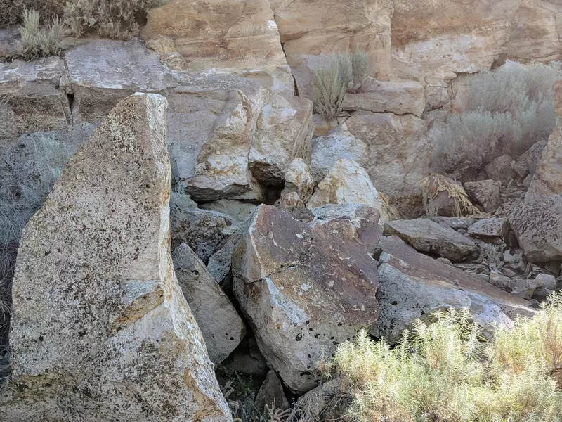 Hidden rock hare