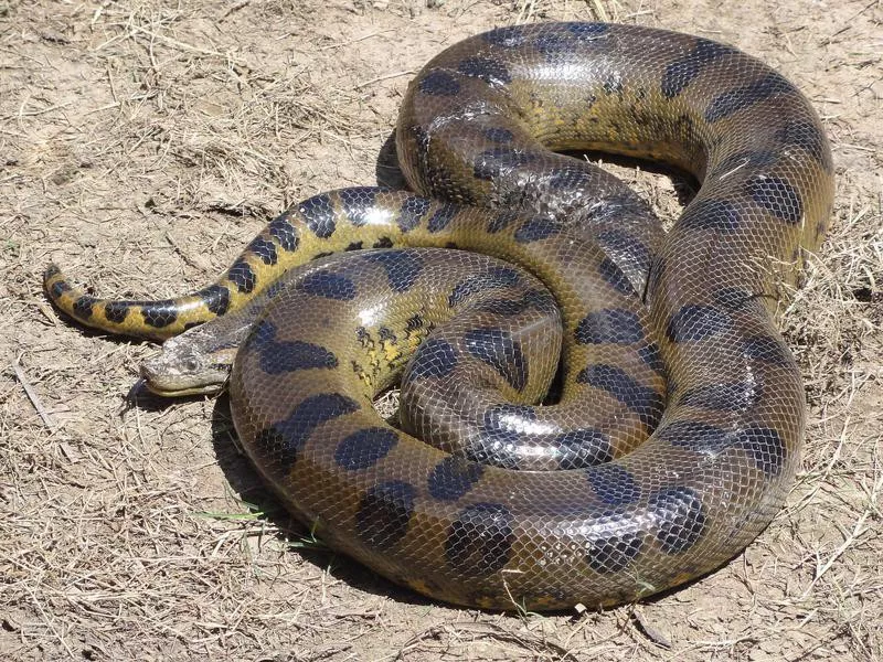 Anaconda