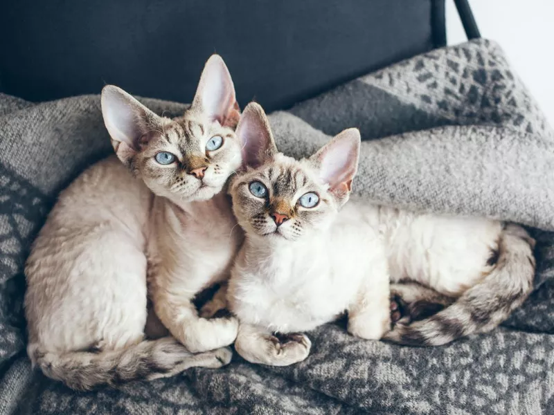 Devon Rex