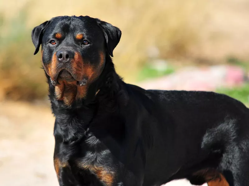 rottweiler