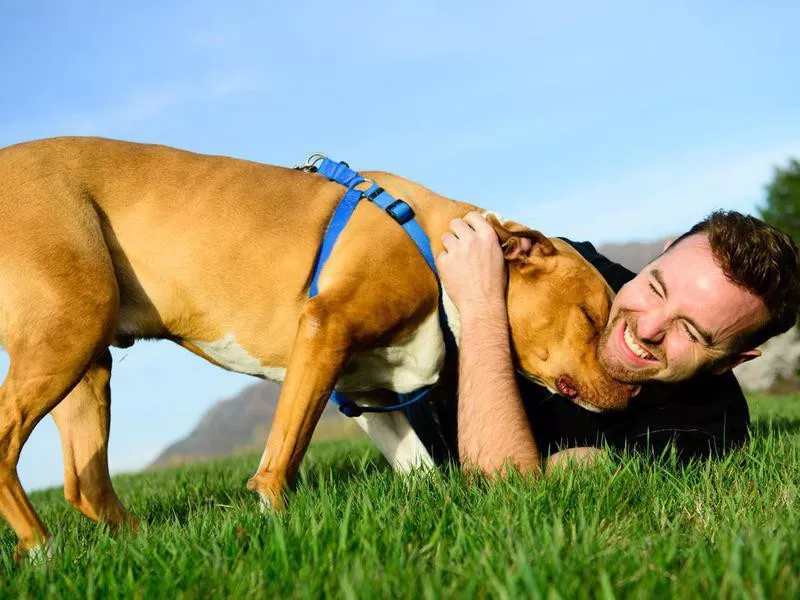 Nuzzling pitbull