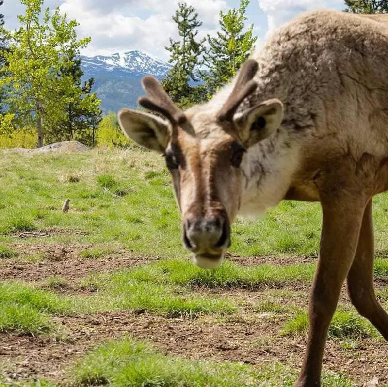 Caribou photobomb