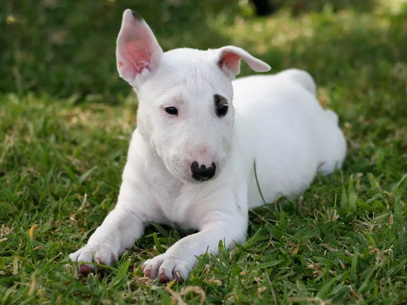 Little bull terrier