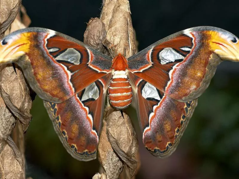 Atlas Moth