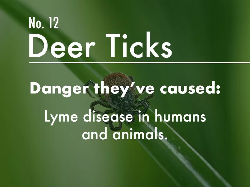 Deer Tick dangers