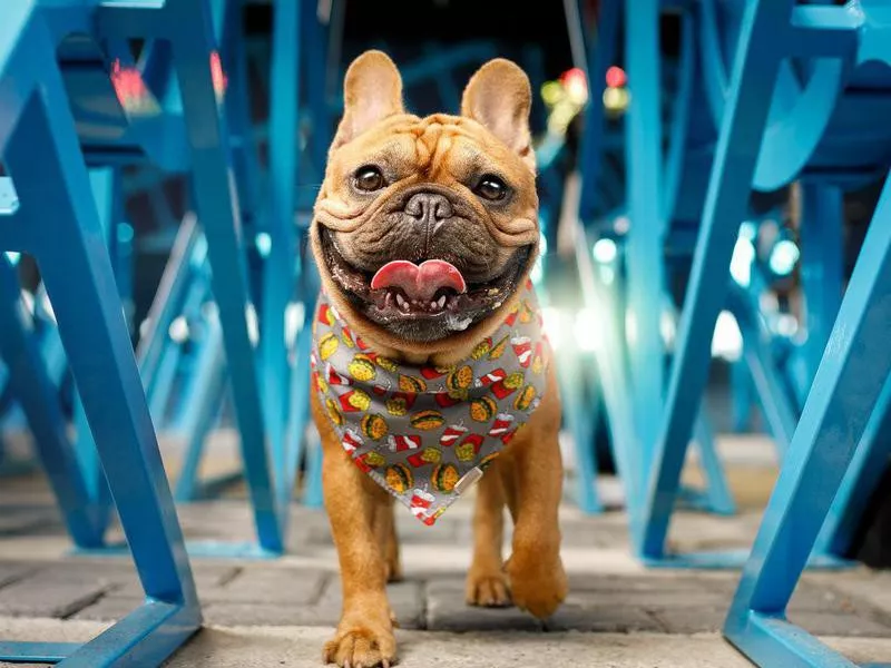 Dog parading on the catwalk