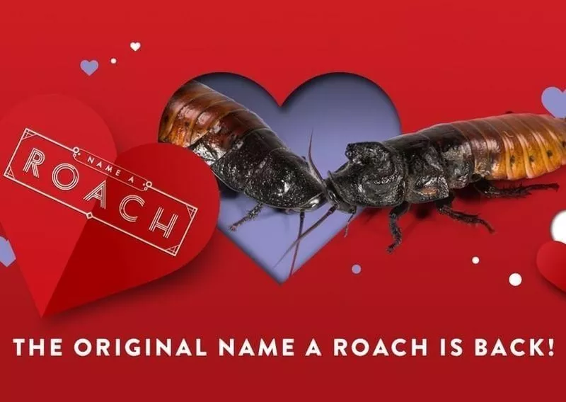 Roach