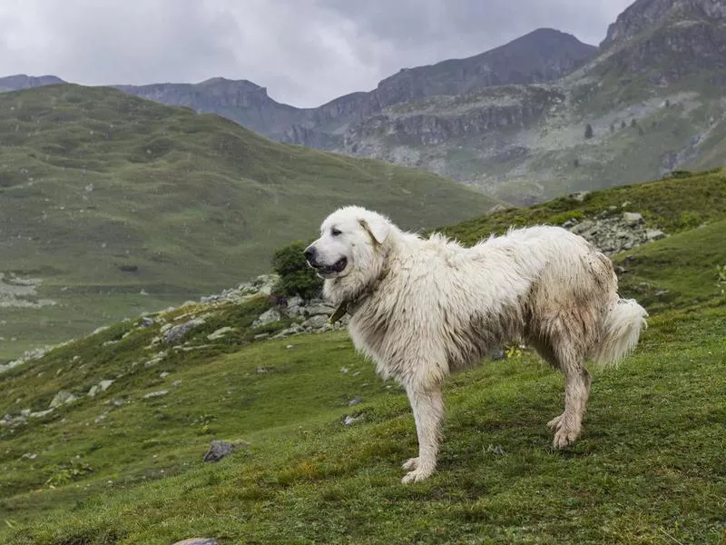 Great Pyrenees