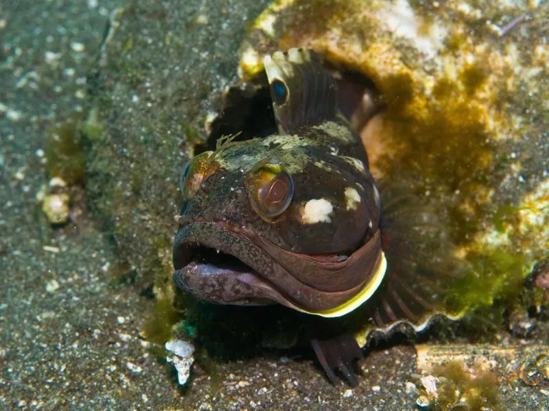 Sarcastic Fringehead