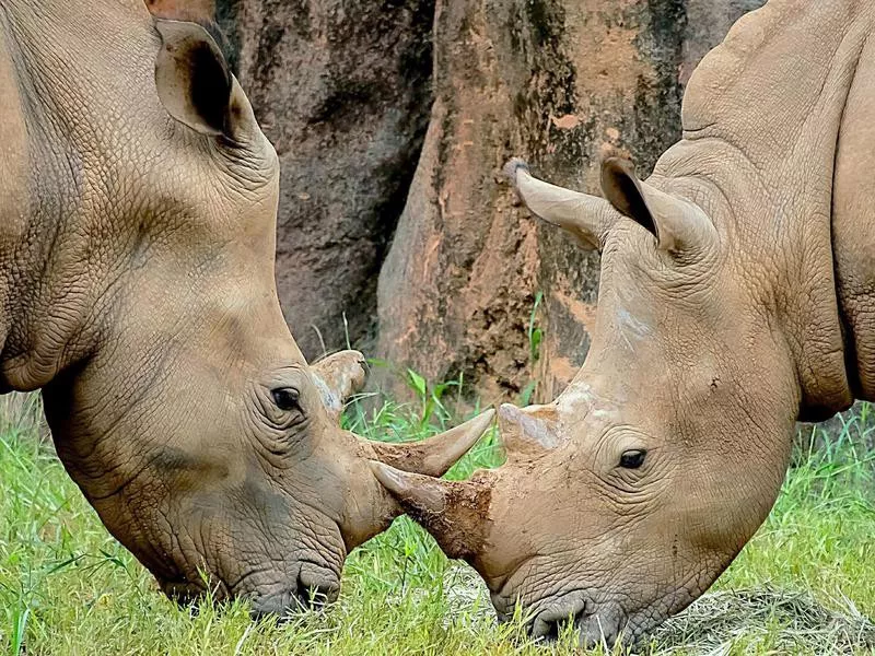 Rhinos in a zoo