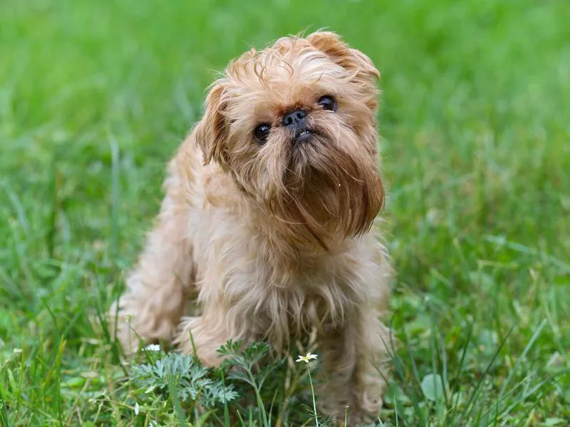 Griffon Bruxellois on walk in the summer