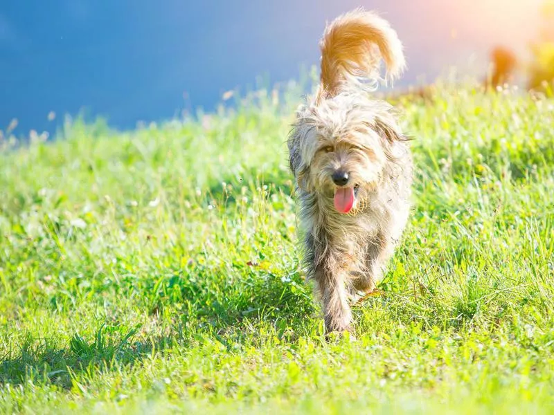 Bergamasco Shepherd