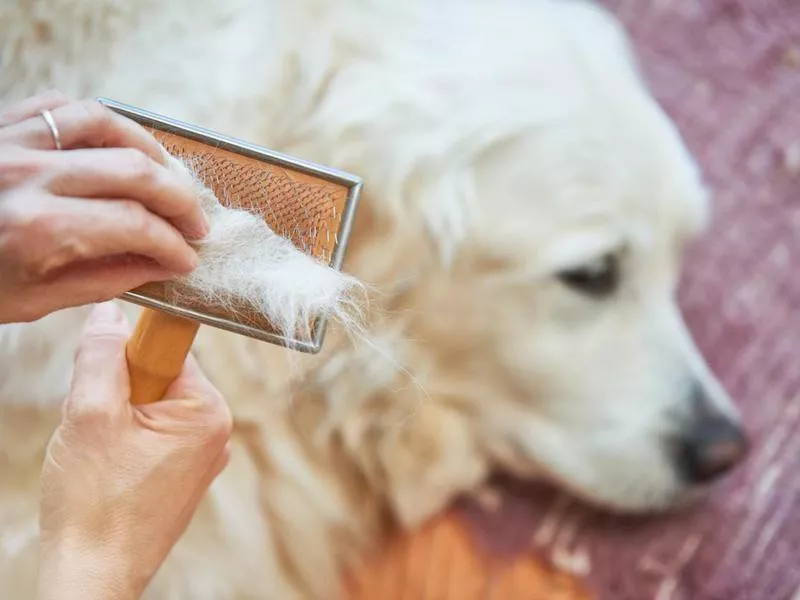 shedding