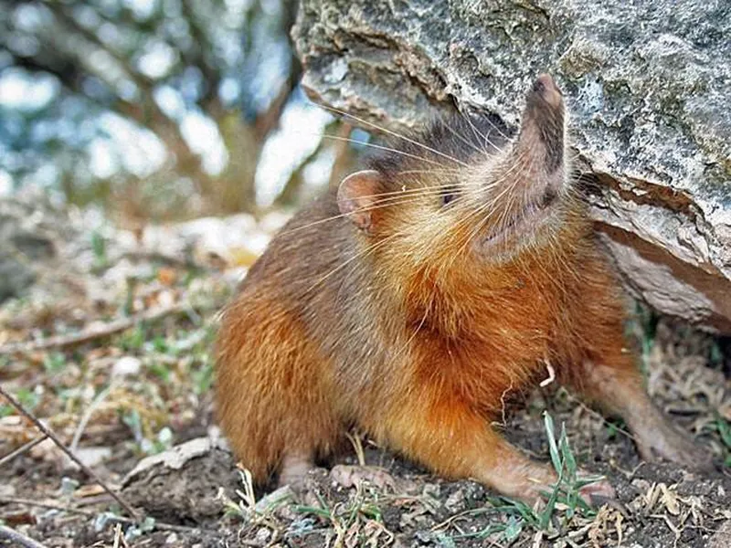 Solenodon