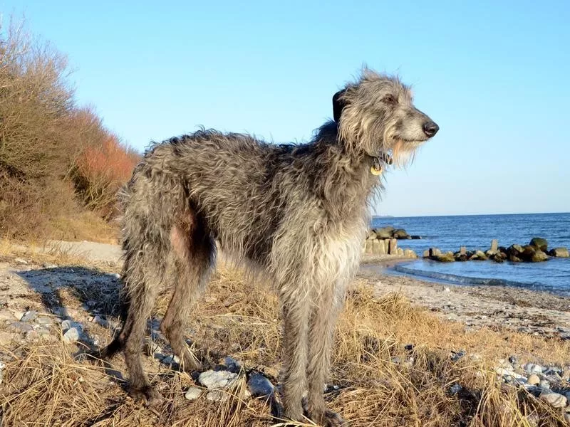 Scottish deerhound