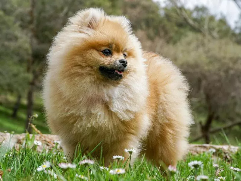 Pomeranian