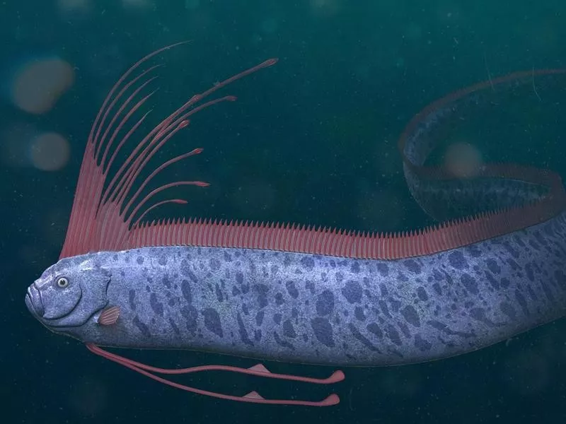 3D Rendering of an Oarfish