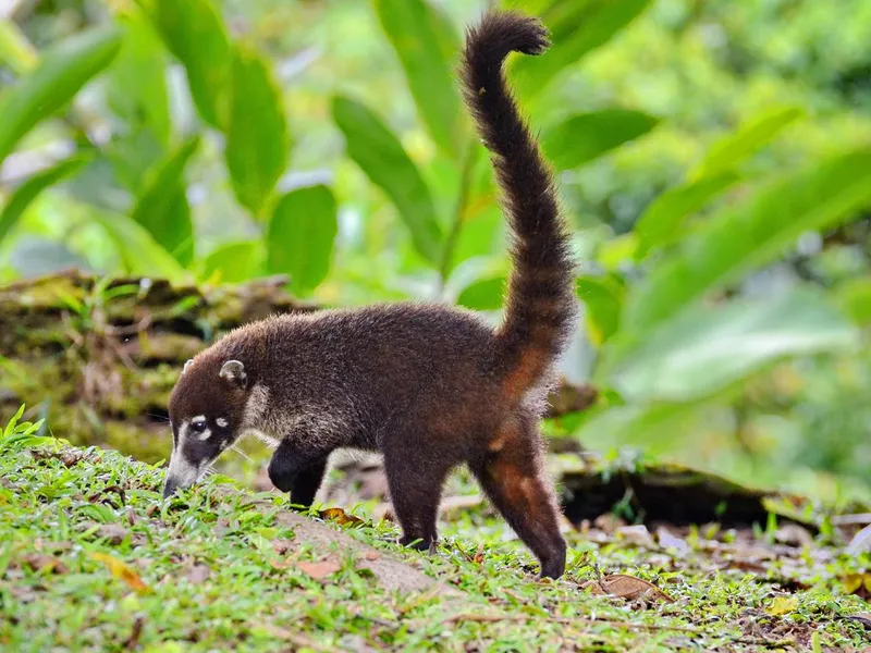 Coati in jungle