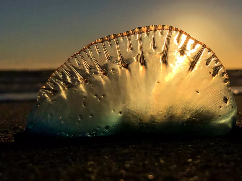 Portuguese Man o’ War Jellyfish on the Beach