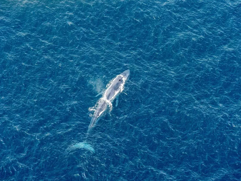 Top view of a blue whale on the surface of the sea