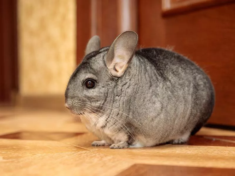 chinchilla