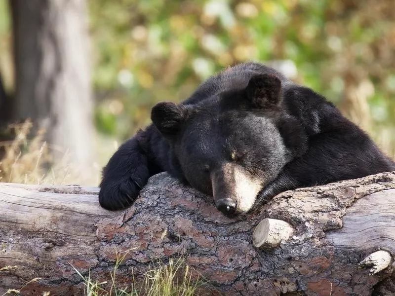 Bear sleeping