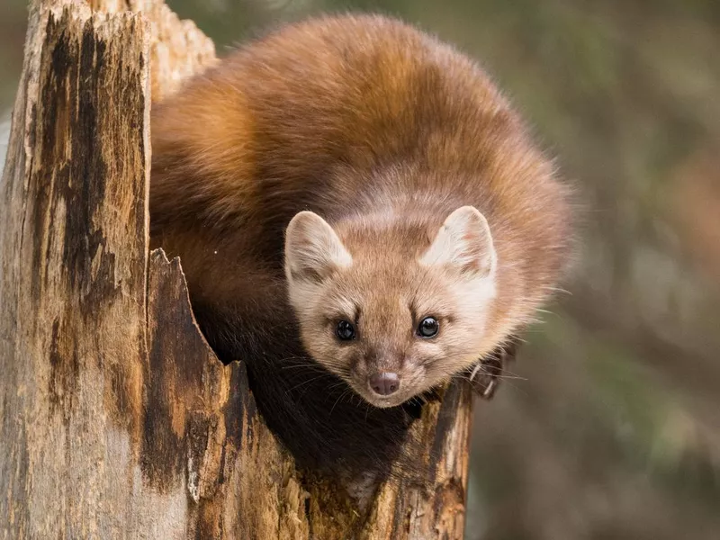 Pine Marten on tree