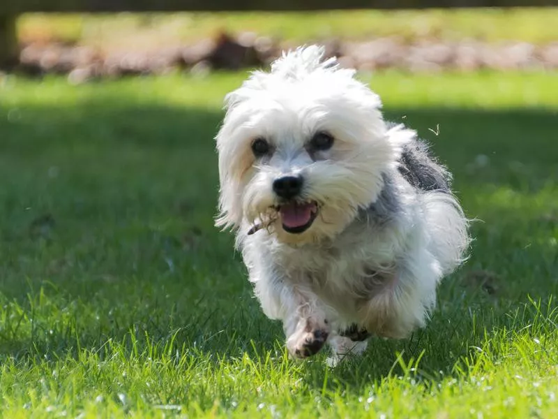 Dandie Dinmont Terrier