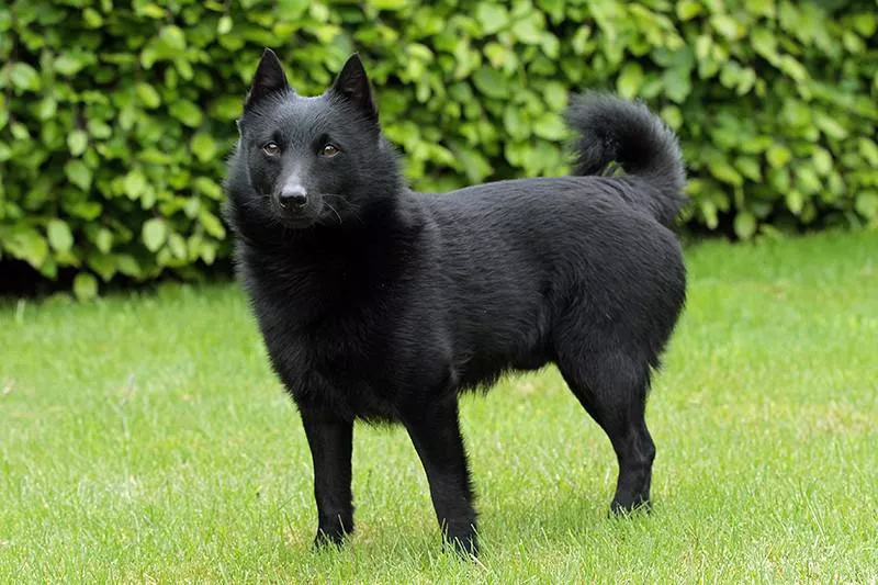 Schipperke