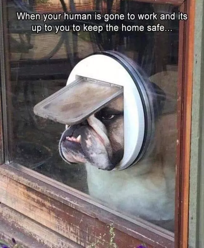 Guard dog