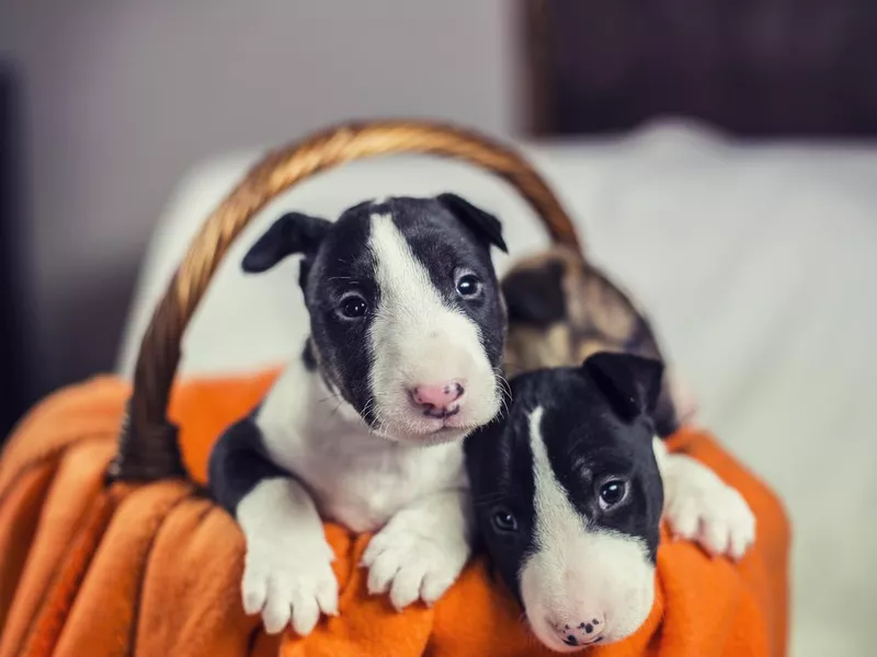 Bull terrier puppies in a basket