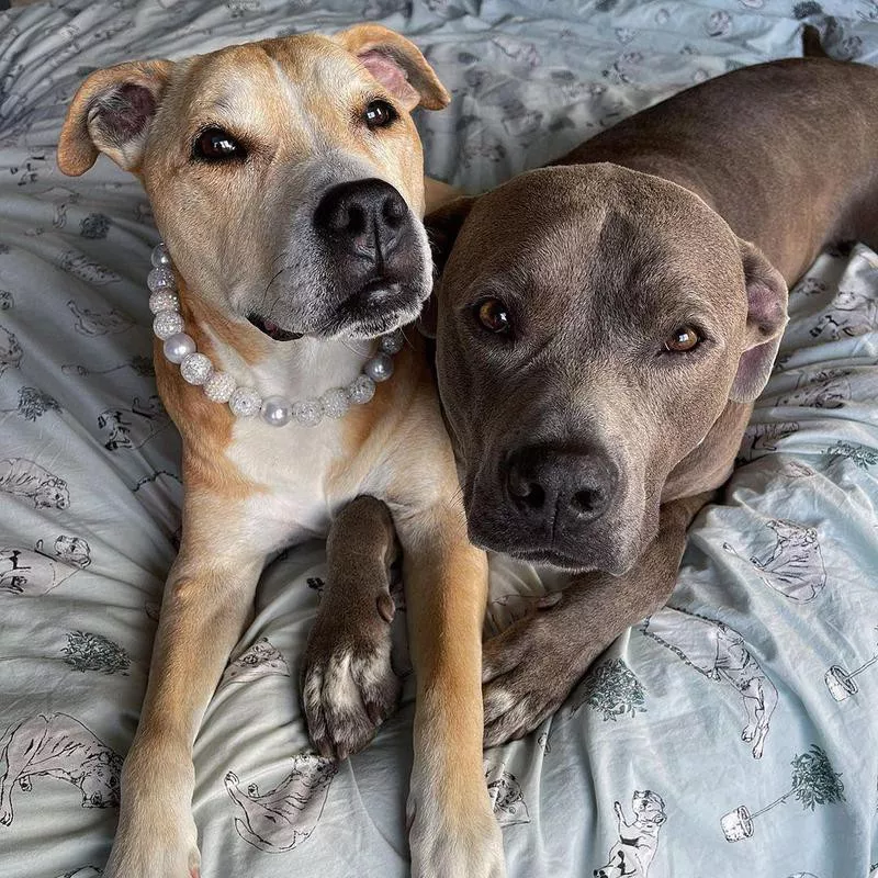 two dogs on bed