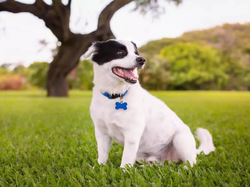 A cute dog sitting in the grass park