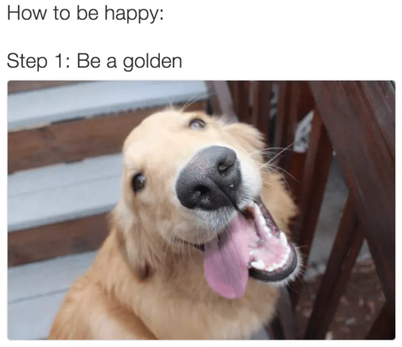 Golden retriever following the golden rule