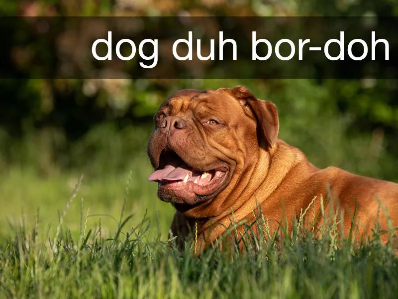 Dogue de Bordeaux