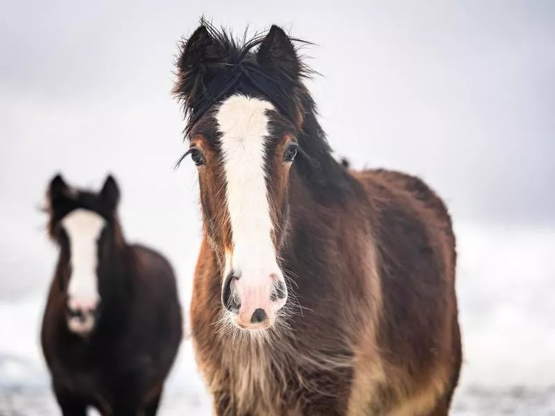 Gypsy Horse