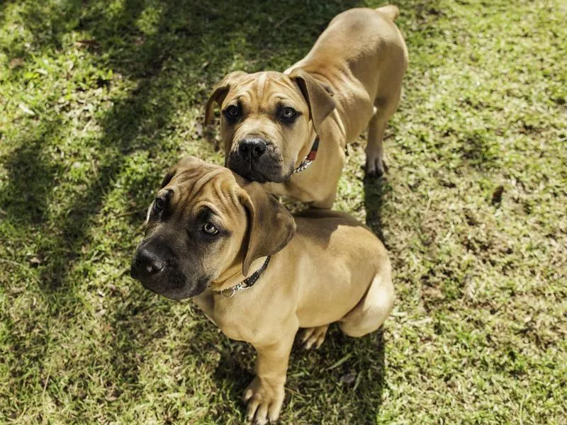 boerboel