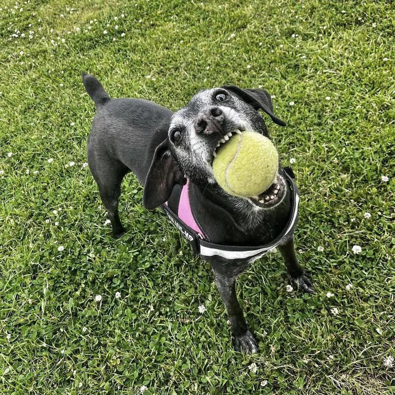 dog with ball in mouth