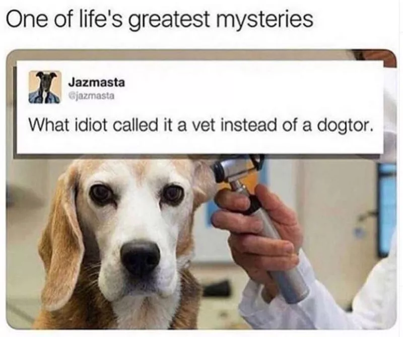 Dogtor meme