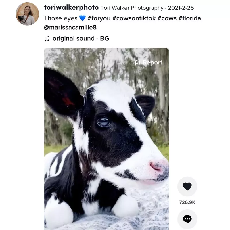 Tik Tok Cow