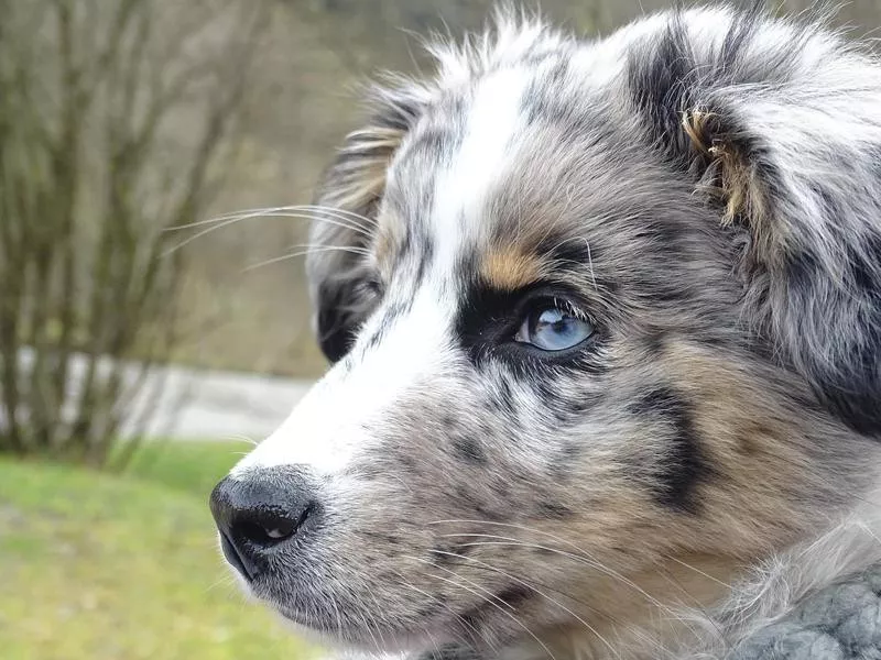 Australian shepherd