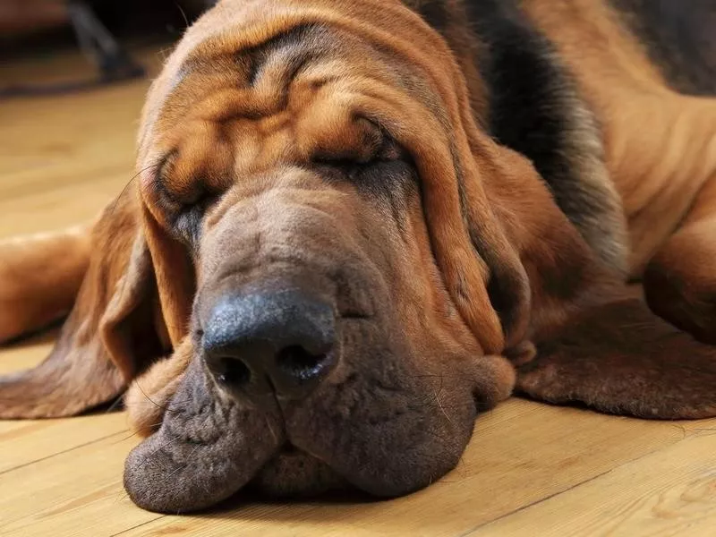 Bloodhound