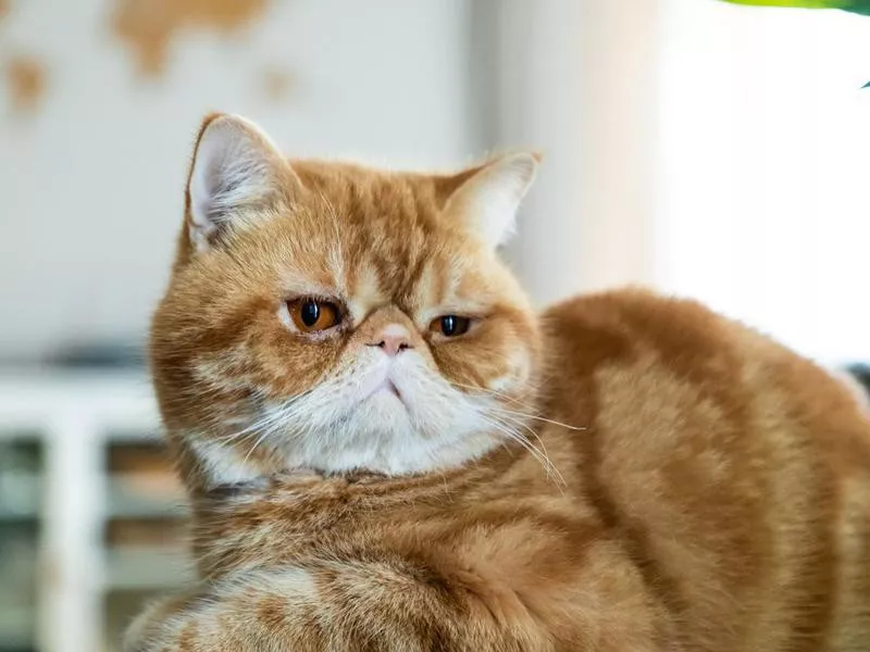 Exotic shorthair cat