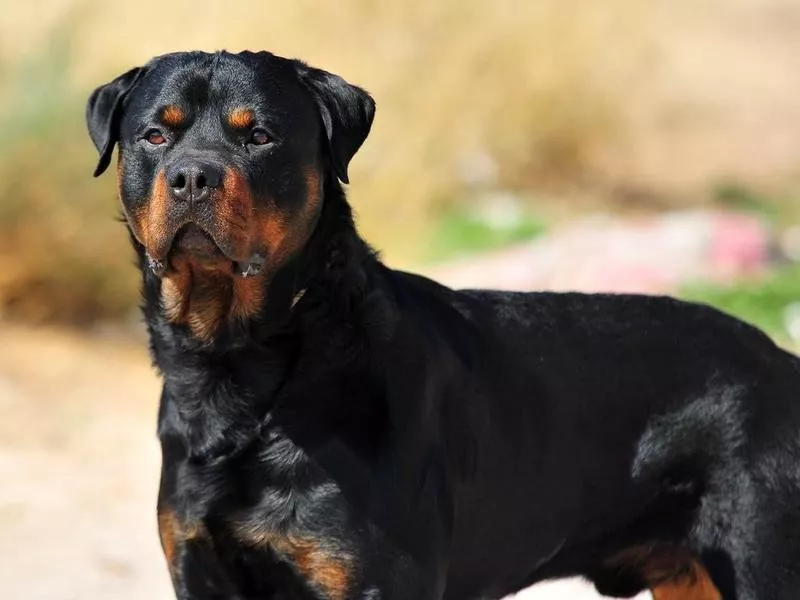 Rottweiler