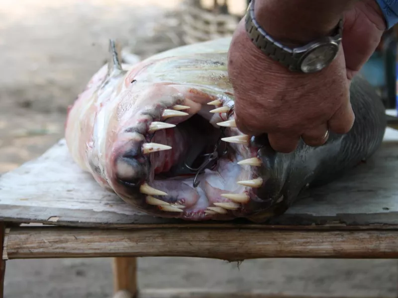 Goliath Tigerfish Teeth