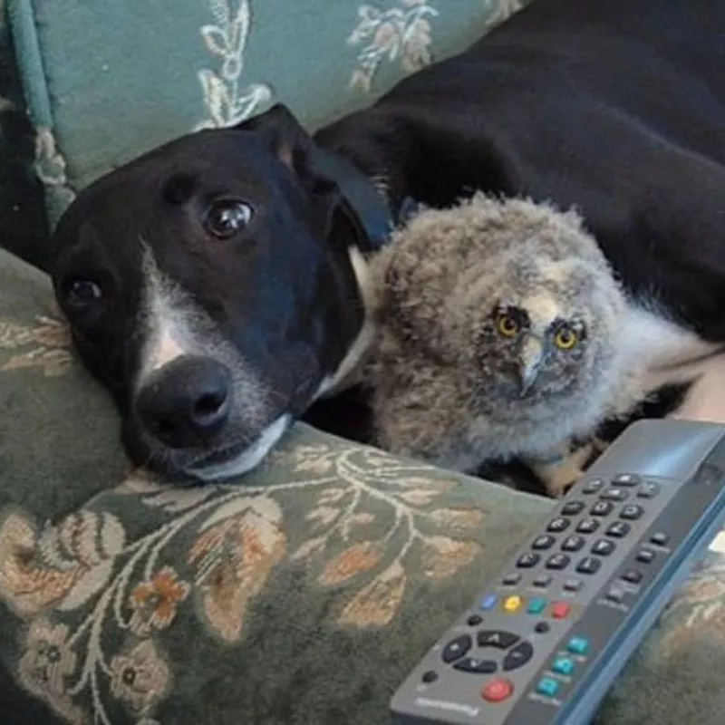 Dog and bird on couch